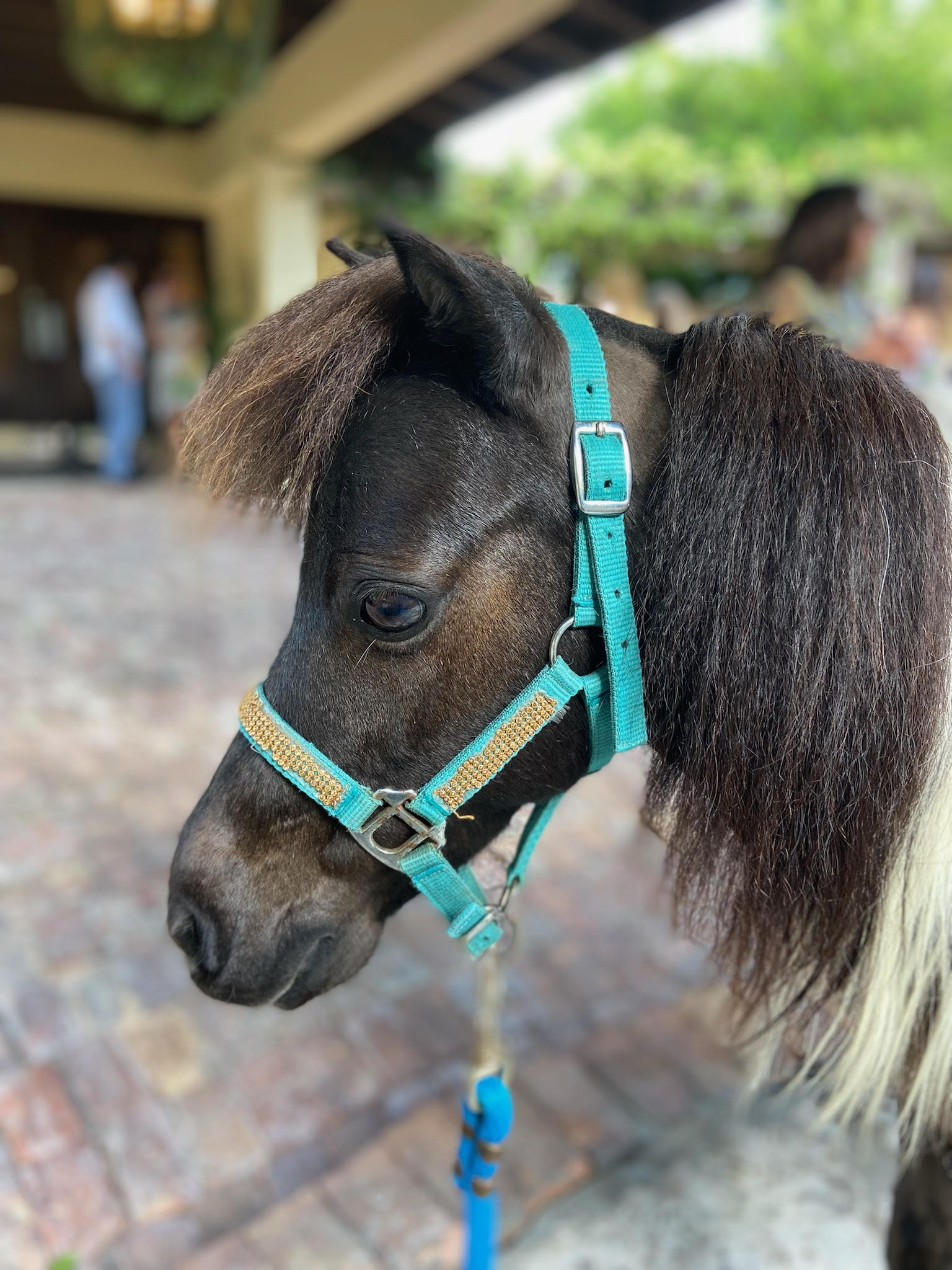 Mini Horse Therapy Program Naples Therapeutic Riding Center