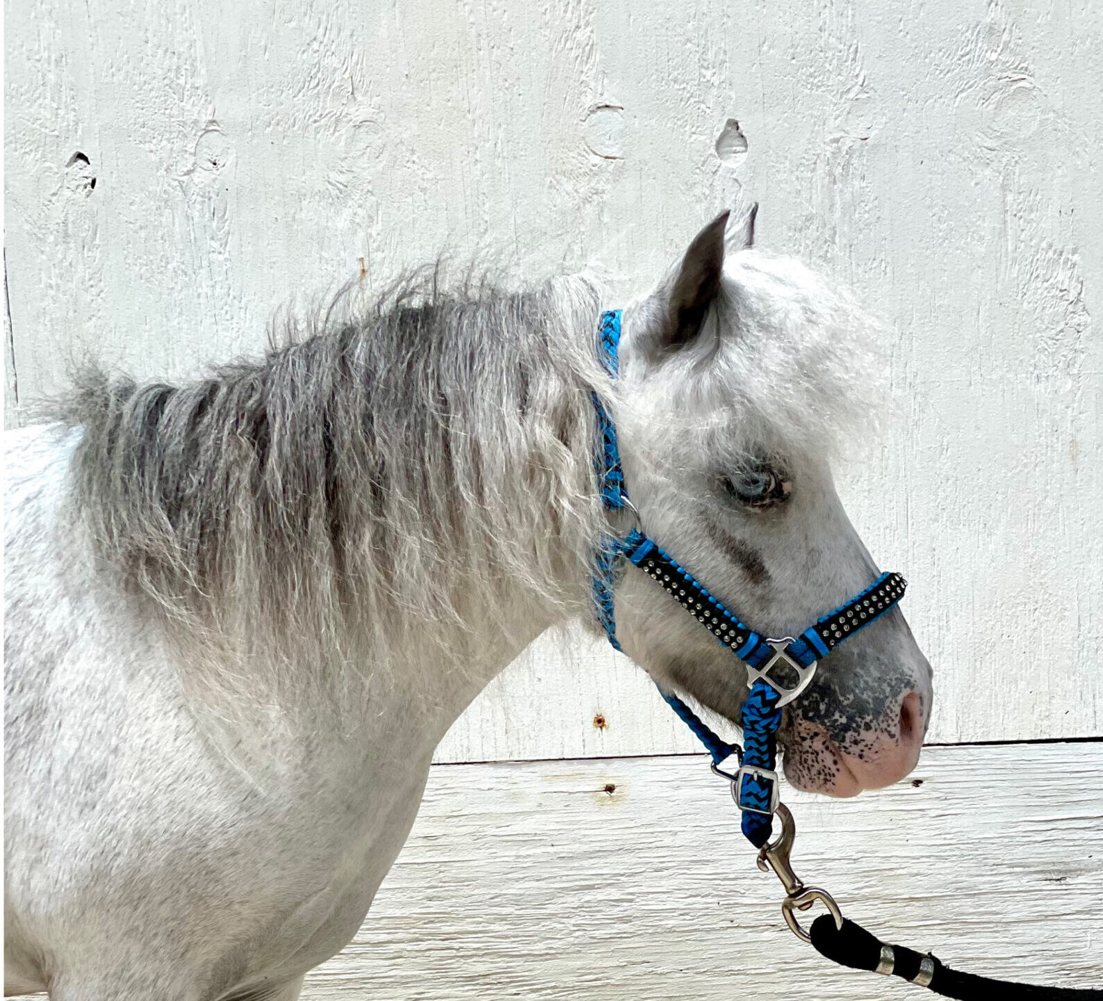 Mini Therapy Horse