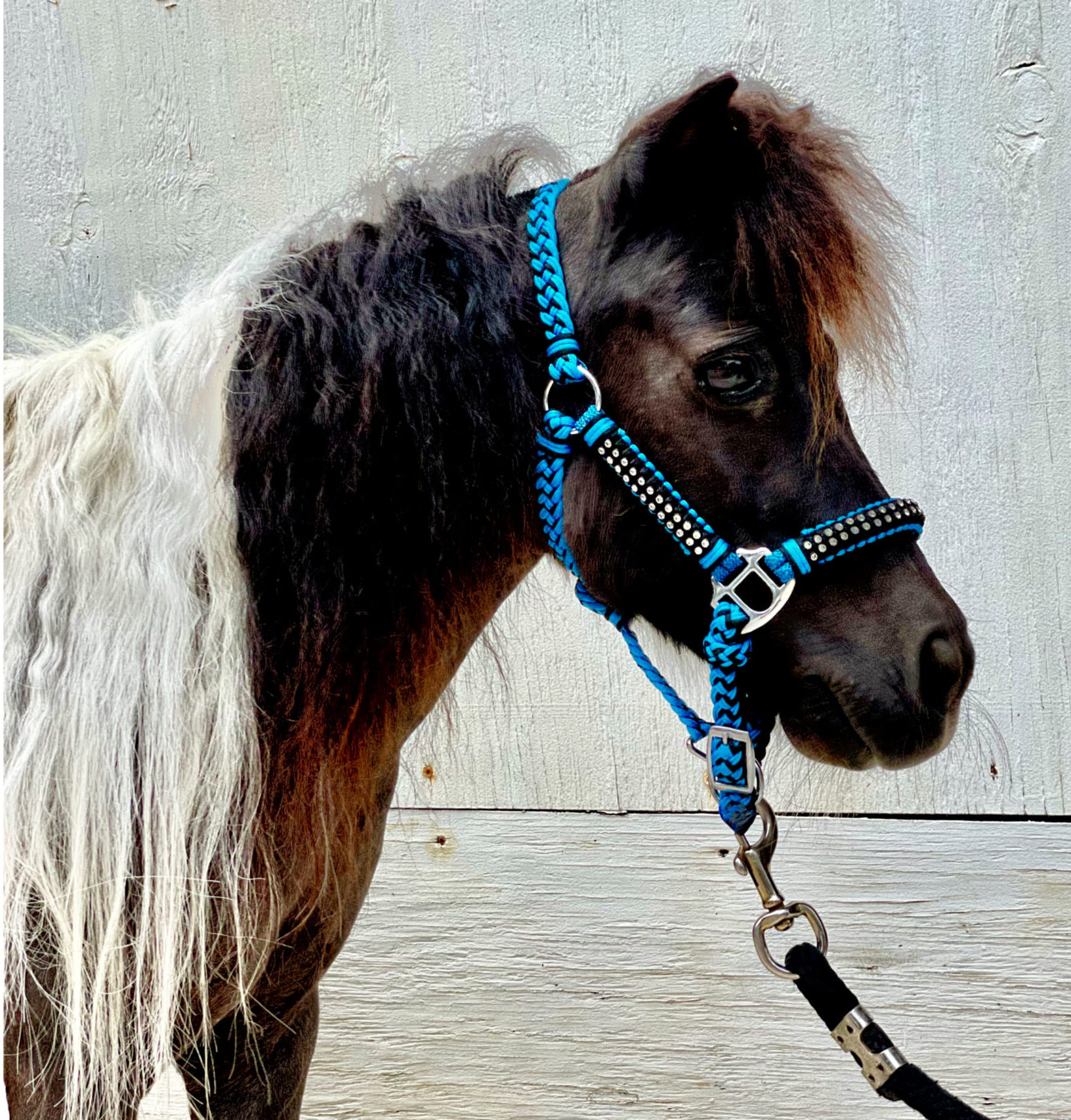 Mini Therapy Horse